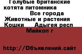 Голубые британские котята питомника Silvery Snow. - Все города Животные и растения » Кошки   . Адыгея респ.,Майкоп г.